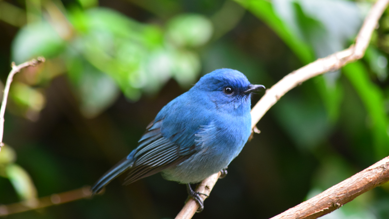 Pájaro Azul, Evolución de Twitter a X